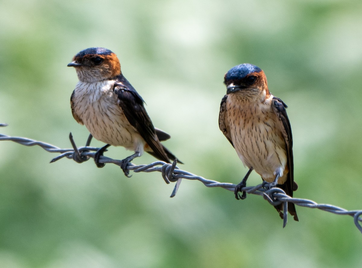 Red-rumped Swallow - ML619331906