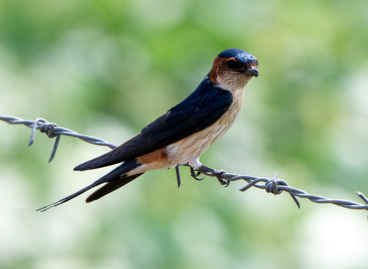 Red-rumped Swallow - ML619331907