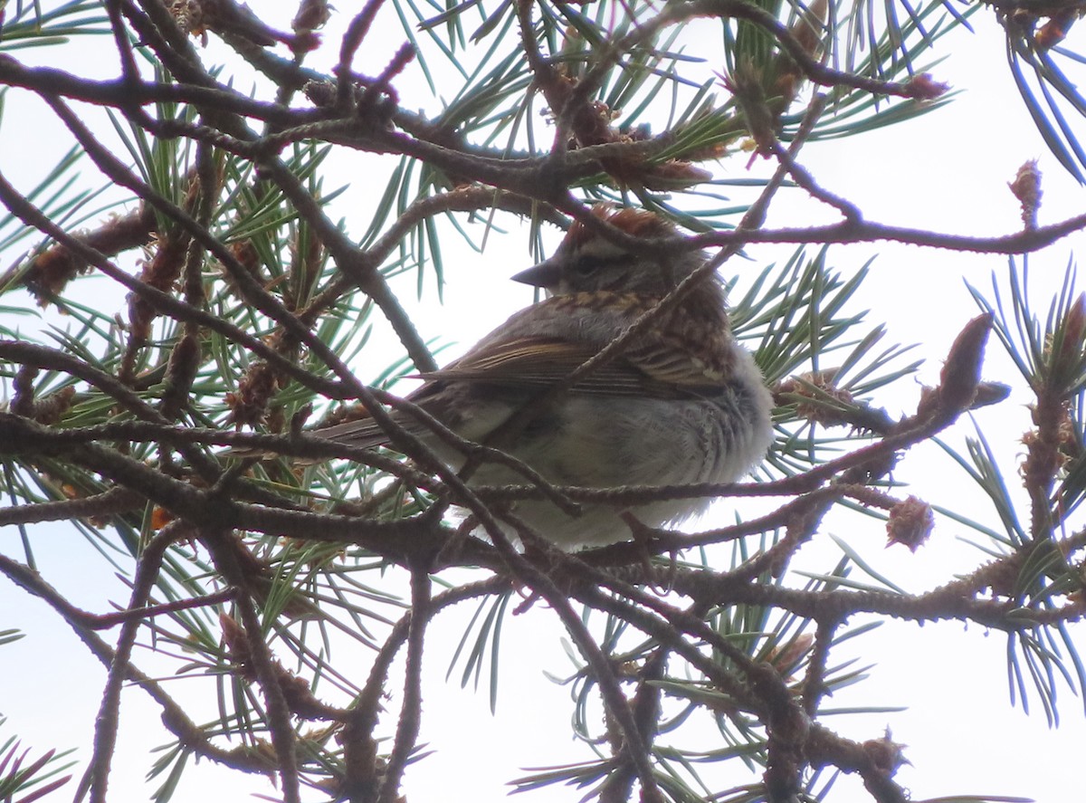Chipping Sparrow - ML619331944
