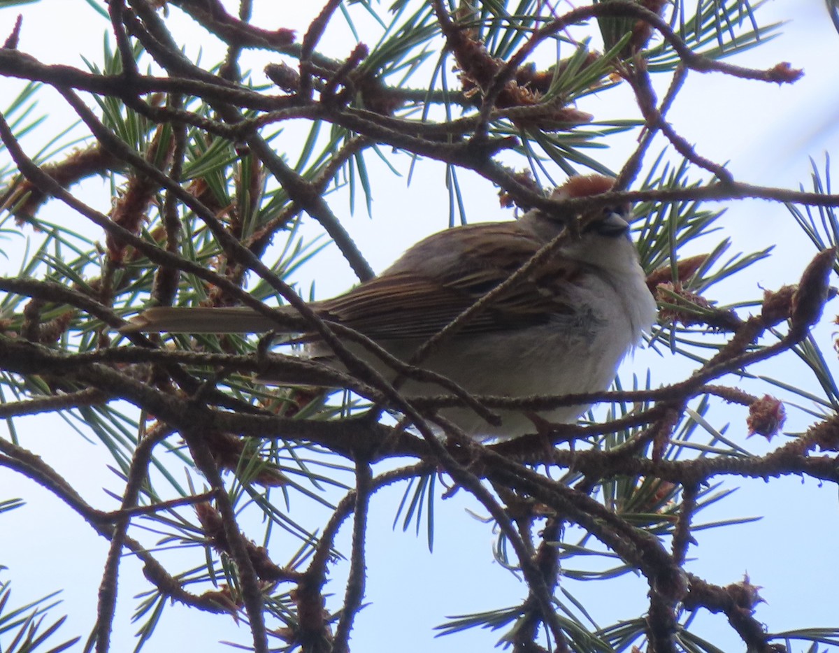 Chipping Sparrow - ML619331953