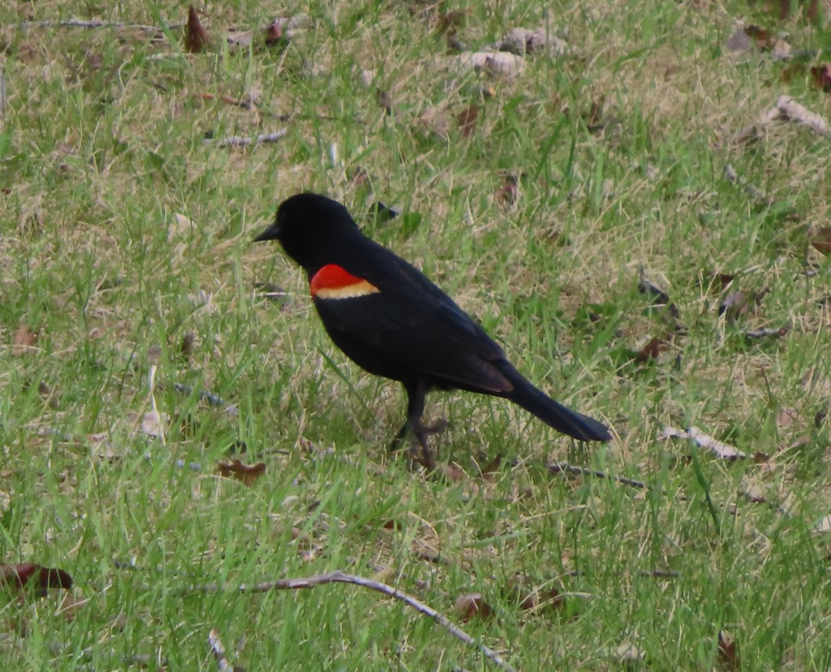 Red-winged Blackbird - ML619331966