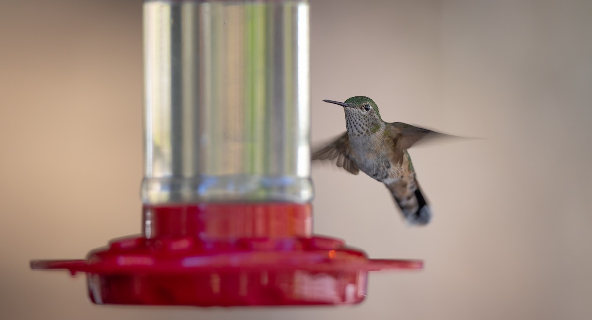 Broad-tailed Hummingbird - ML619331972