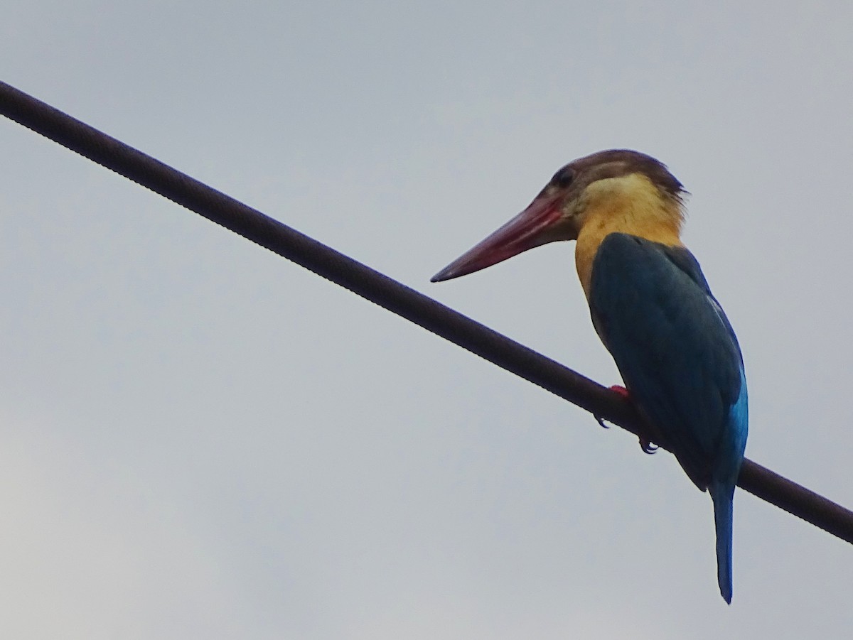 Stork-billed Kingfisher - ML619332017