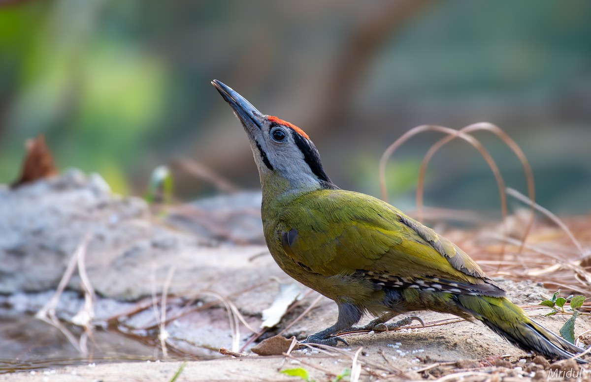 Gray-headed Woodpecker - ML619332035