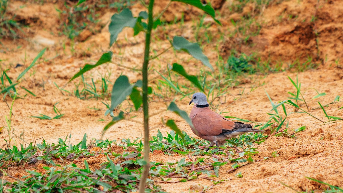 Red Collared-Dove - ML619332052