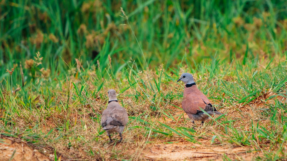 Red Collared-Dove - ML619332053