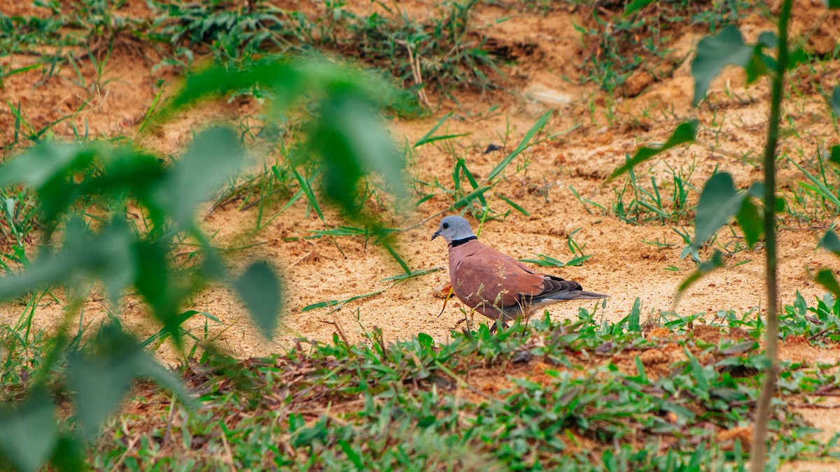 Red Collared-Dove - ML619332054