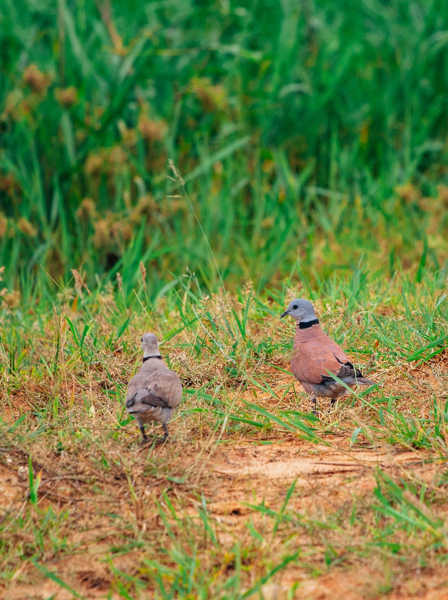 Red Collared-Dove - ML619332056
