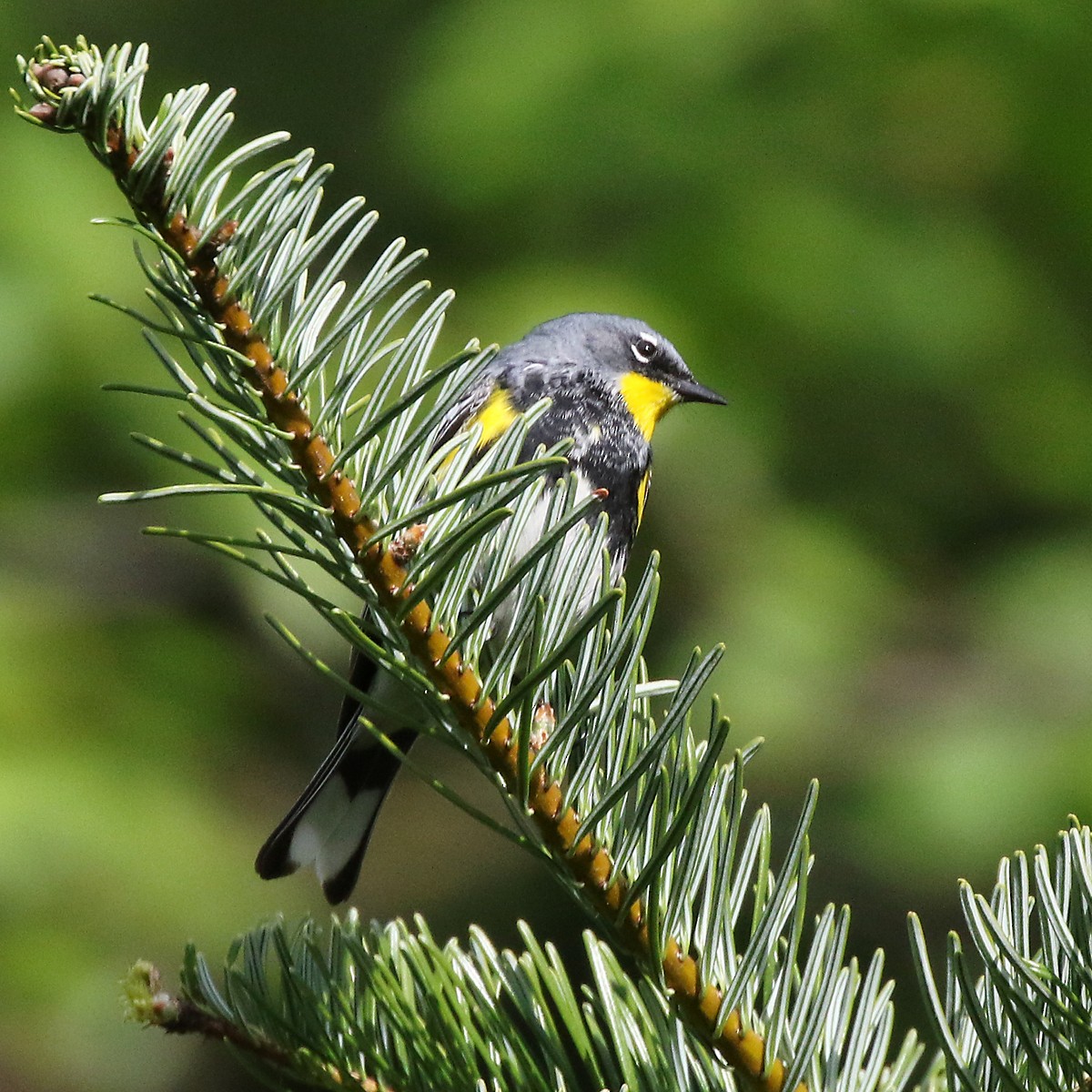 Yellow-rumped Warbler (Audubon's) - ML619332085