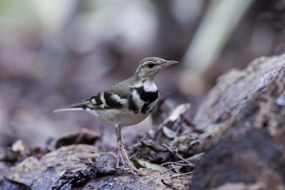Forest Wagtail - ML619332090