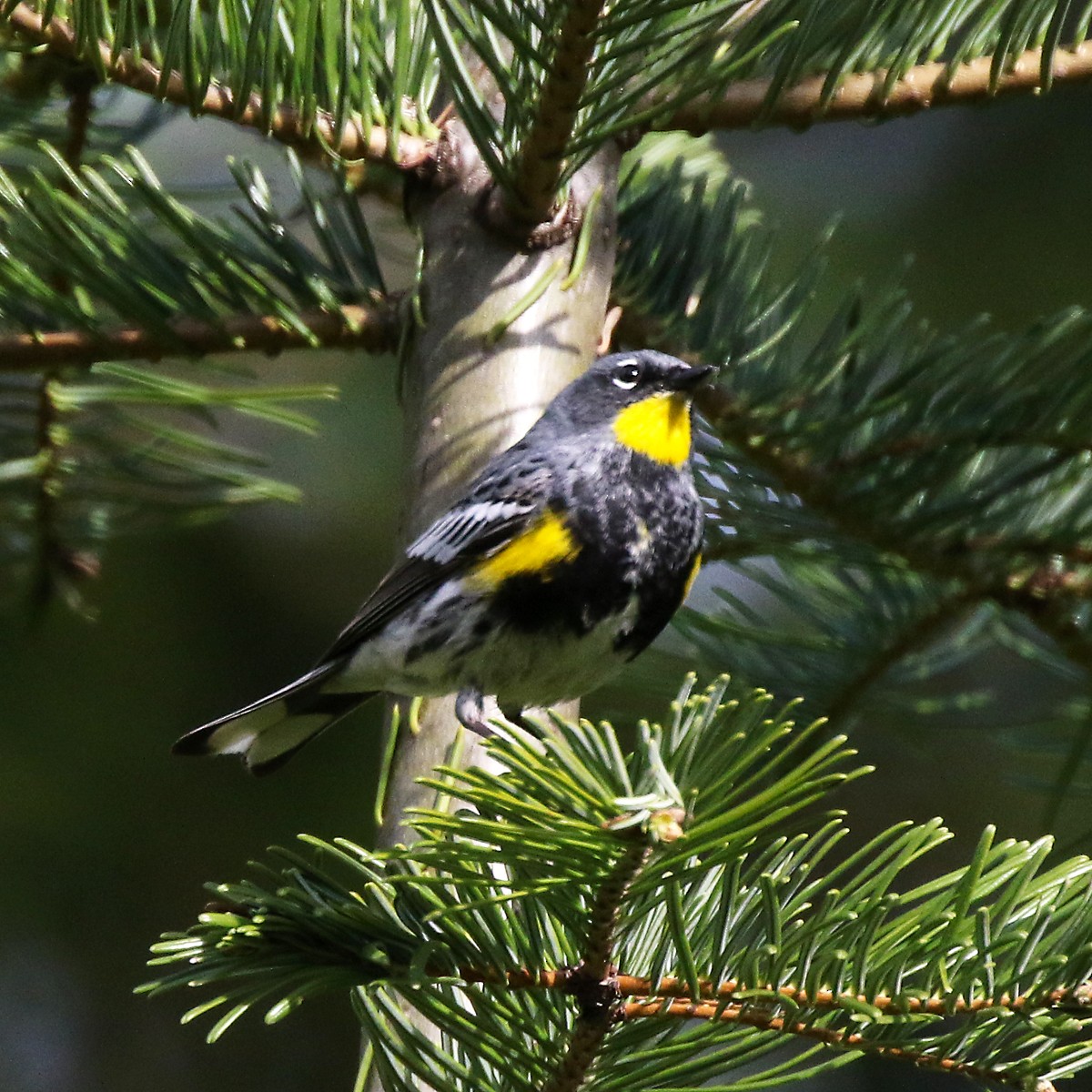 Yellow-rumped Warbler (Audubon's) - ML619332092
