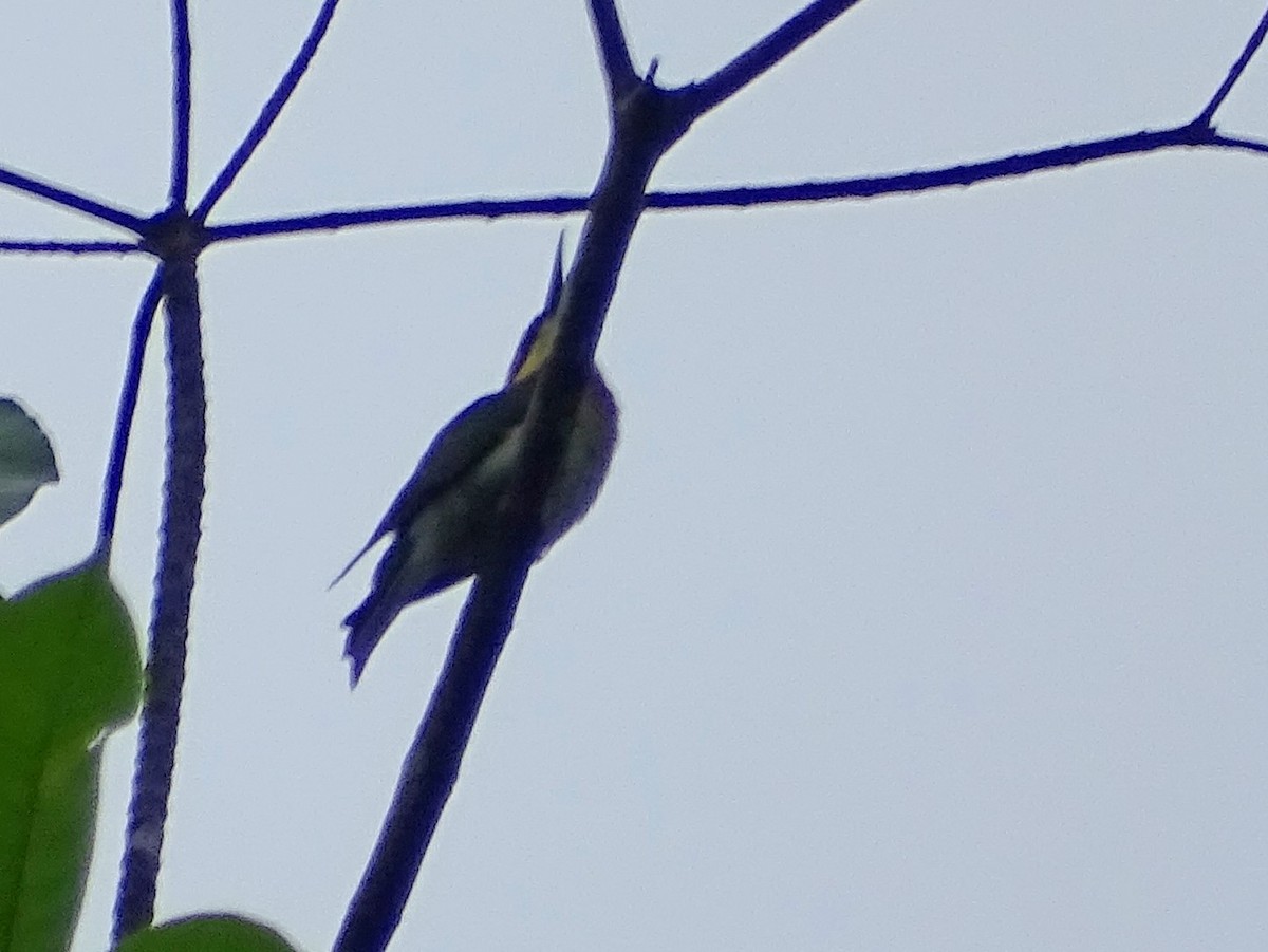 Indiennektarvogel - ML619332112