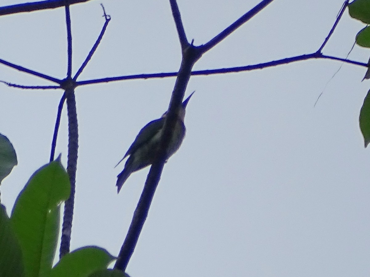 Indiennektarvogel - ML619332113
