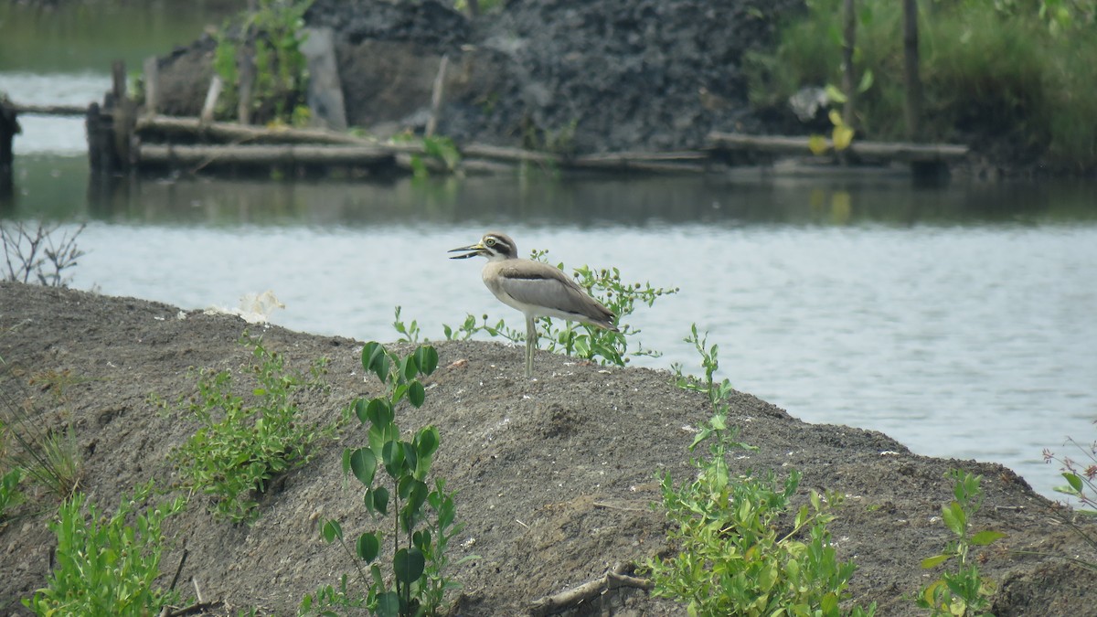 Great Thick-knee - ML619332131