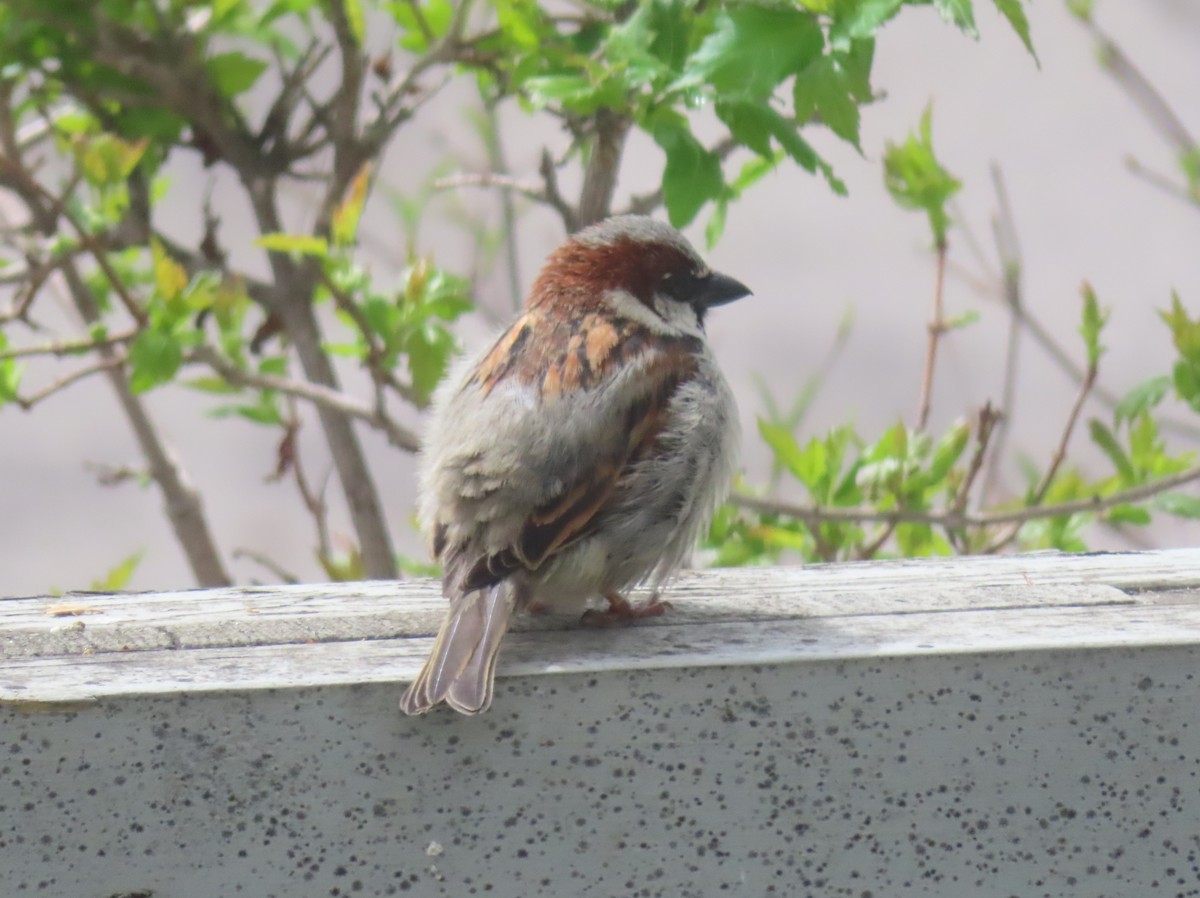 House Sparrow - ML619332148