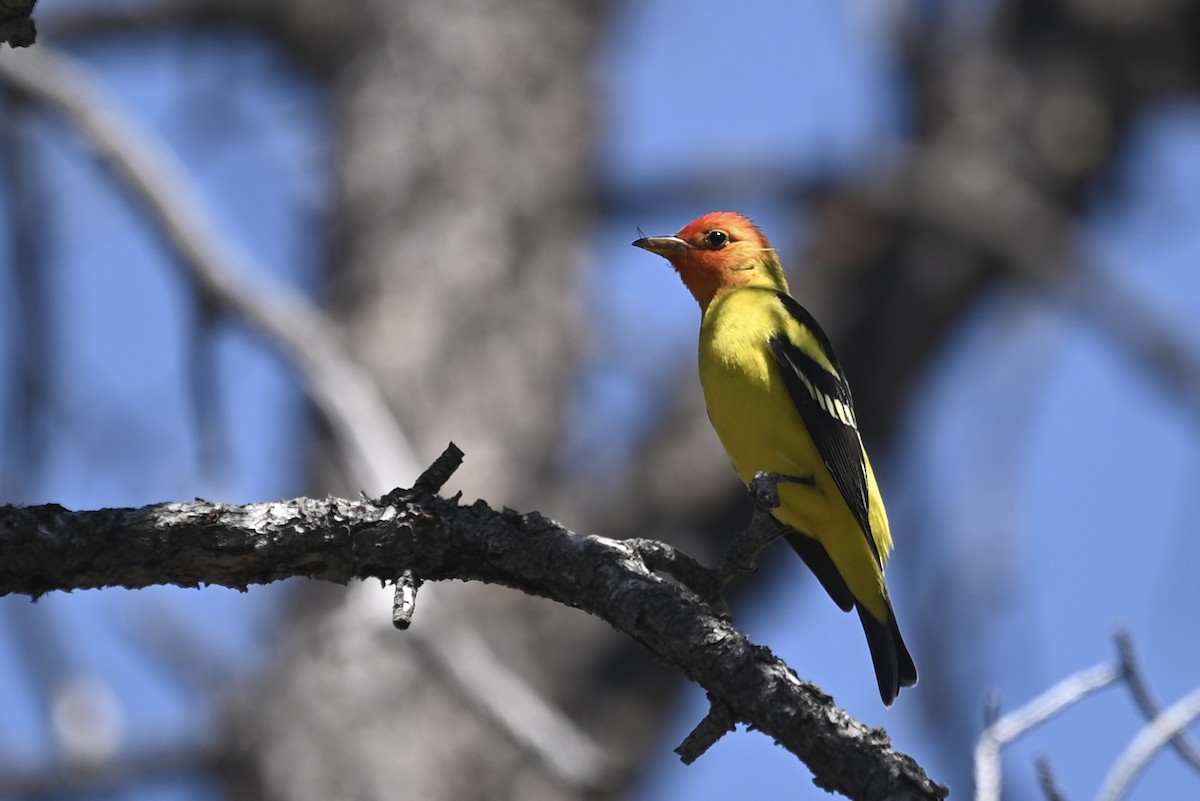 Western Tanager - ML619332315