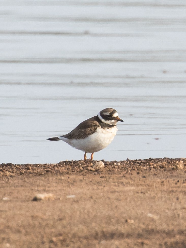 Common Ringed Plover - ML619332316