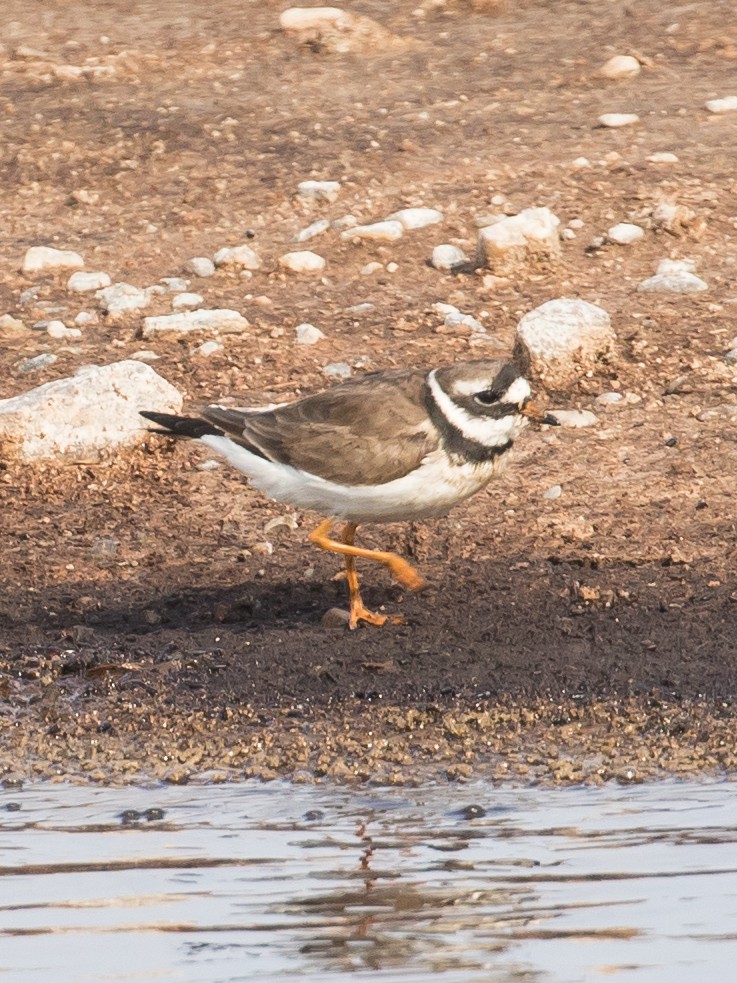 Common Ringed Plover - ML619332317