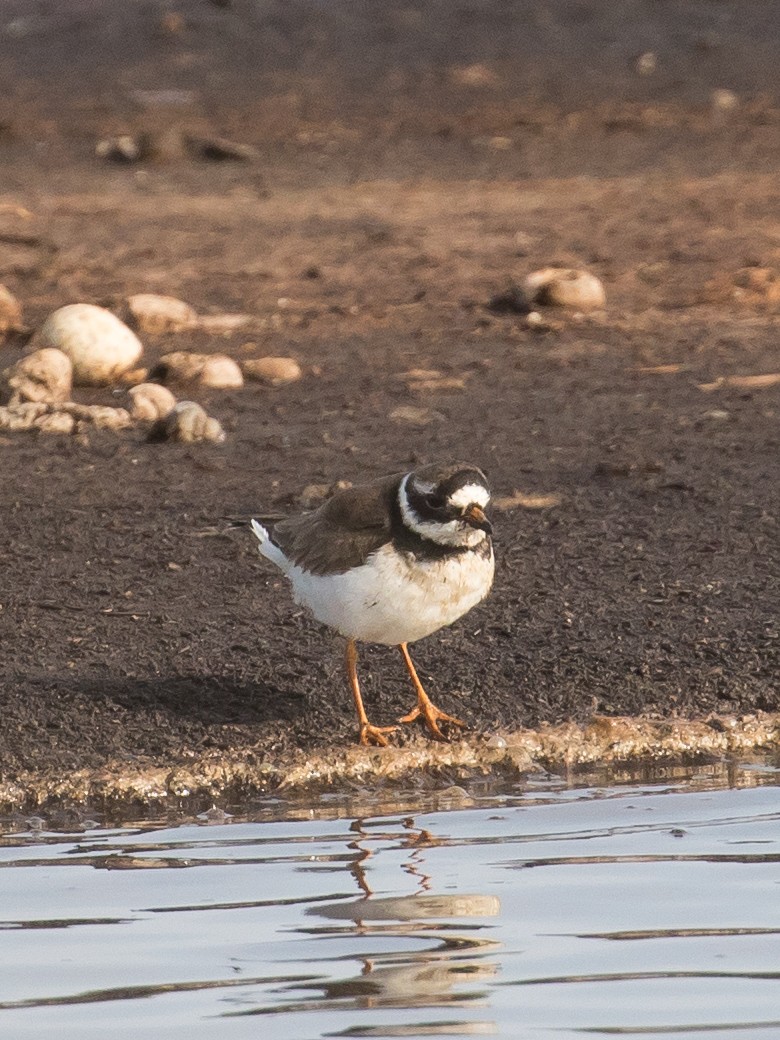 Common Ringed Plover - ML619332319