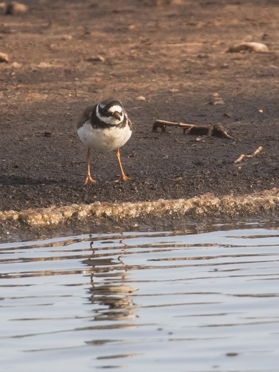 Common Ringed Plover - ML619332320