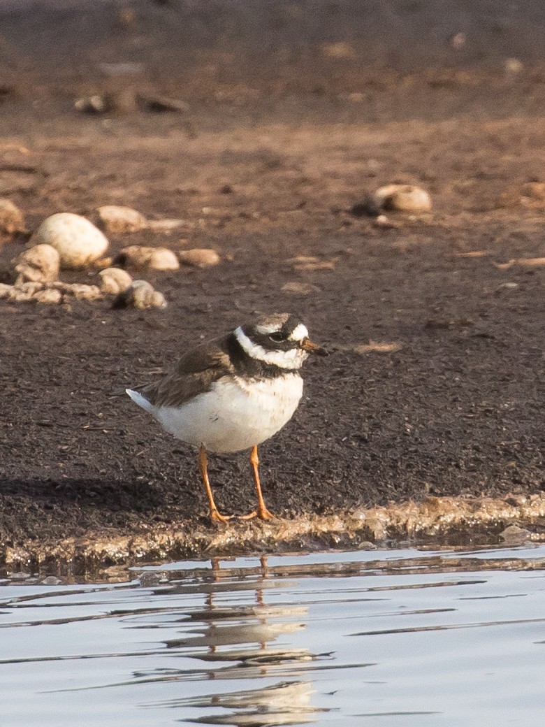 Common Ringed Plover - ML619332321