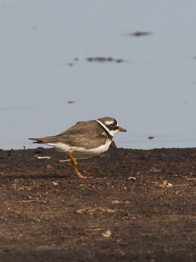 Common Ringed Plover - ML619332322