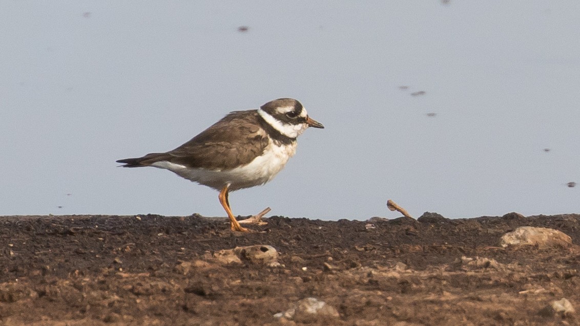 Common Ringed Plover - ML619332323