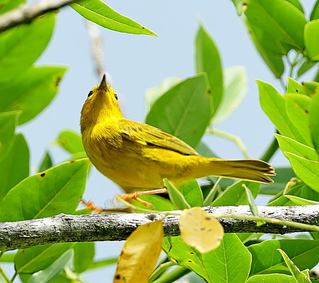 Yellow Warbler (Golden) - ML619332352