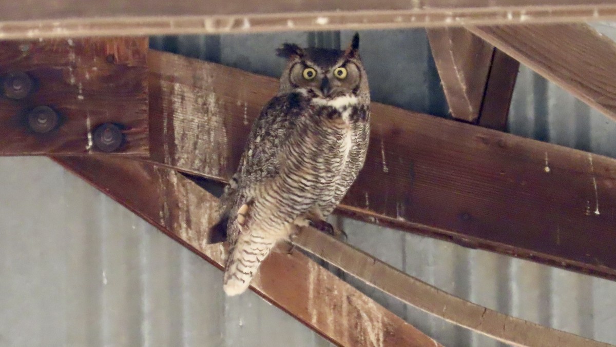Great Horned Owl - ML619332370