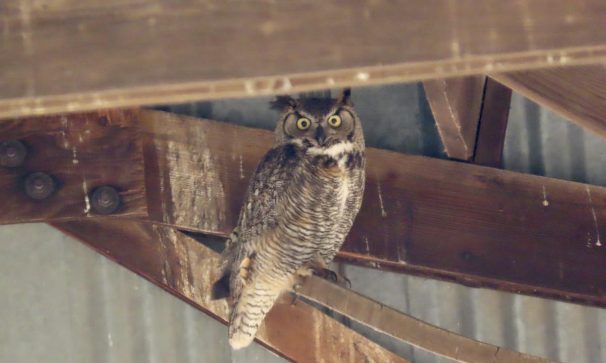 Great Horned Owl - ML619332372
