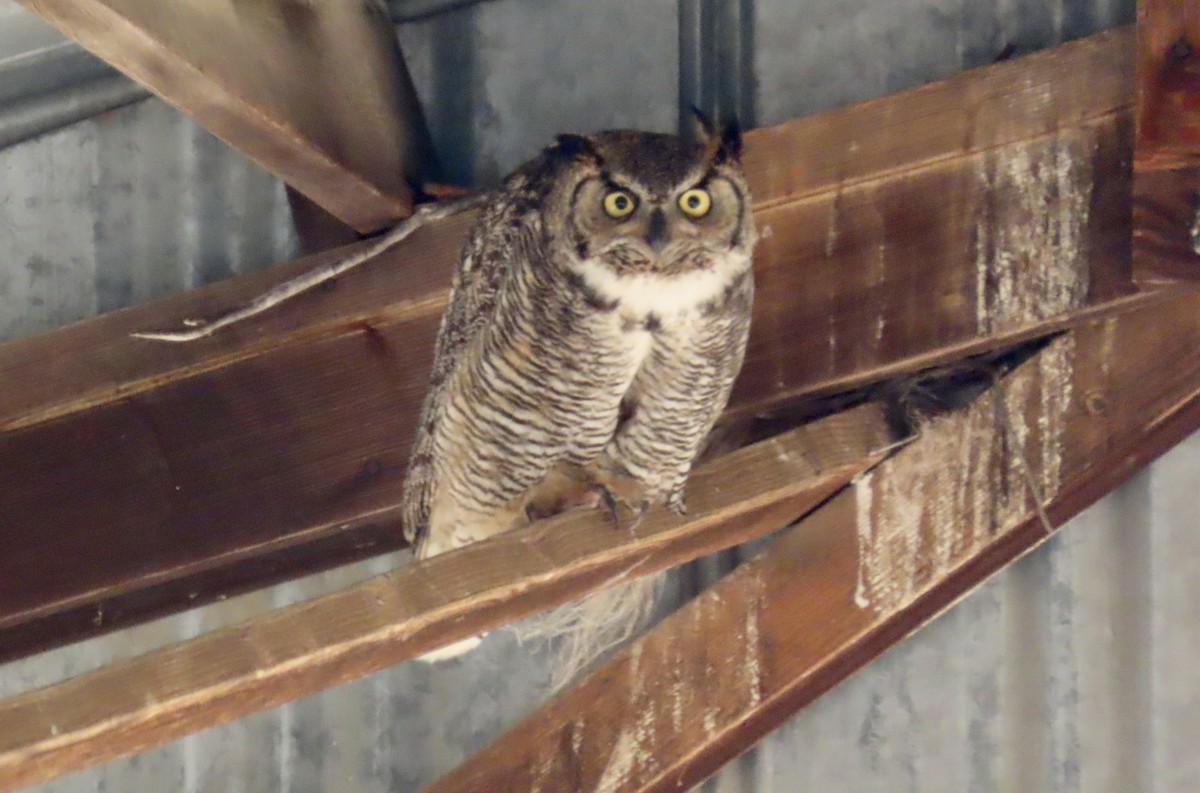 Great Horned Owl - ML619332375