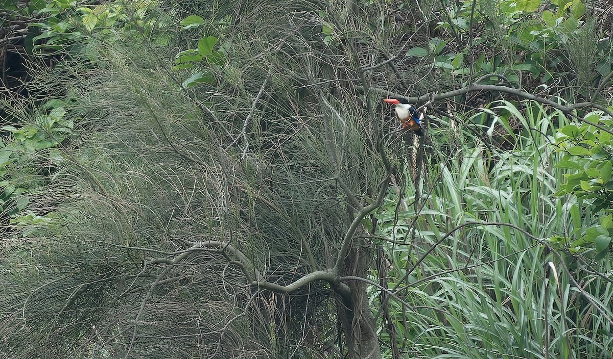 Black-capped Kingfisher - ML619332390