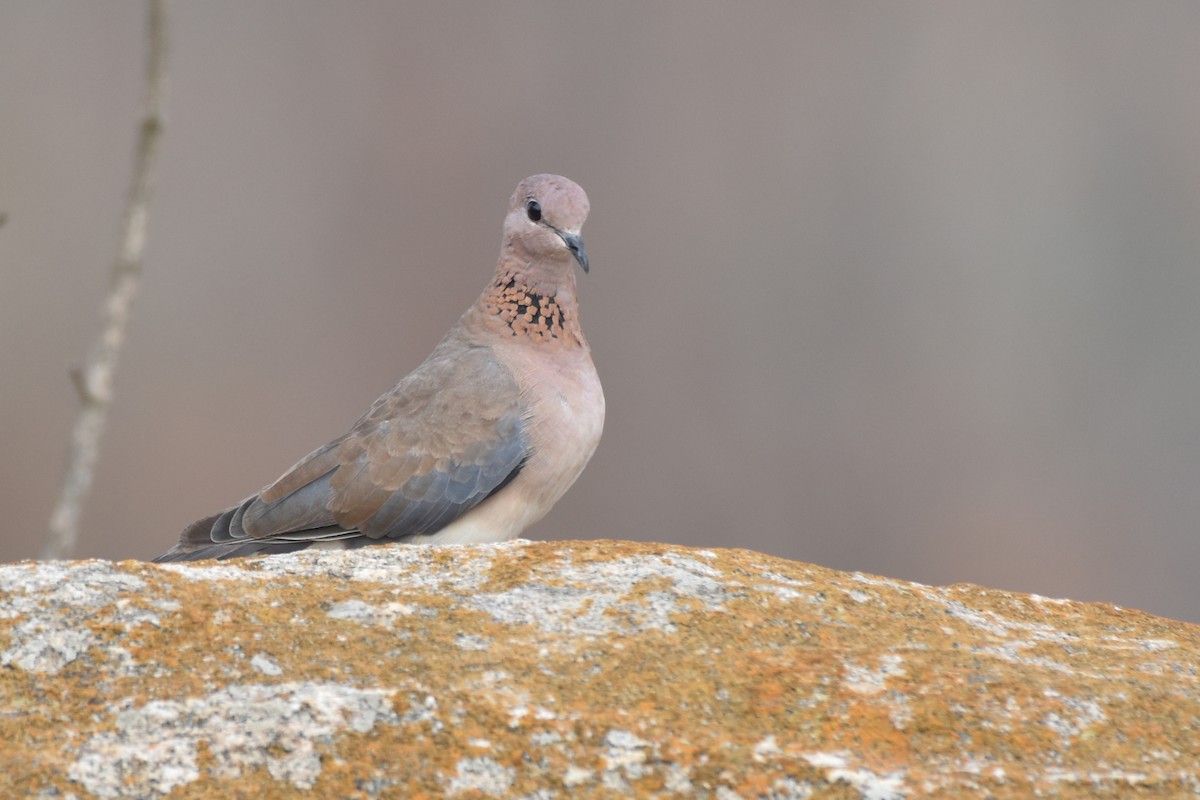 Laughing Dove - ML619332425
