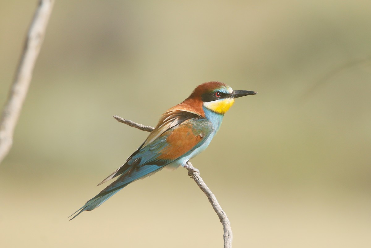 European Bee-eater - ML619332480