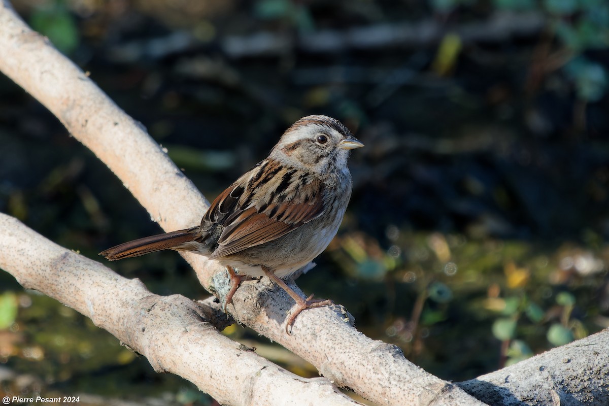 Swamp Sparrow - ML619332492