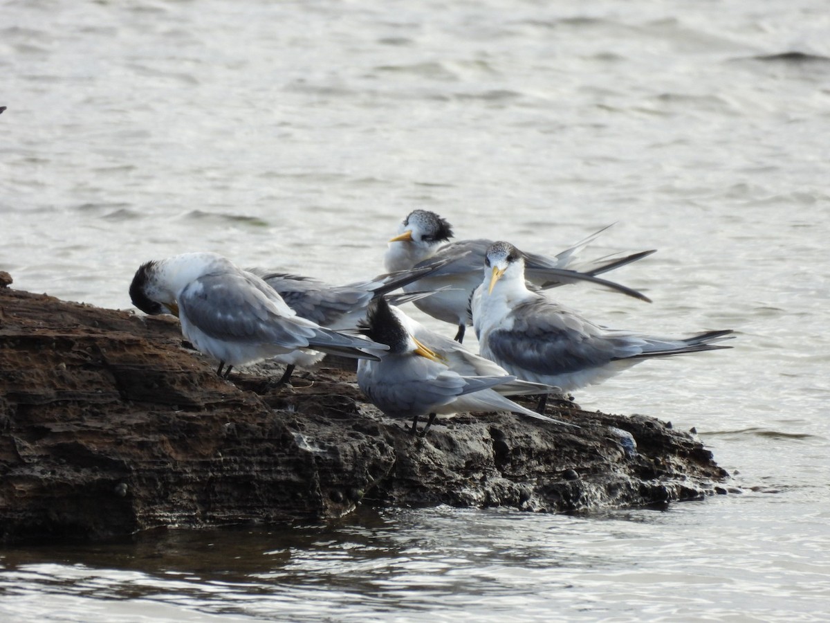 Great Crested Tern - ML619332559