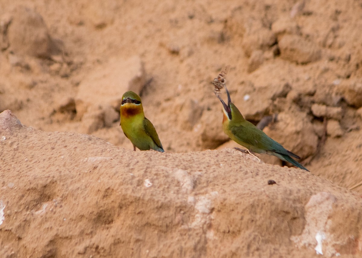 Blue-tailed Bee-eater - ML619332582