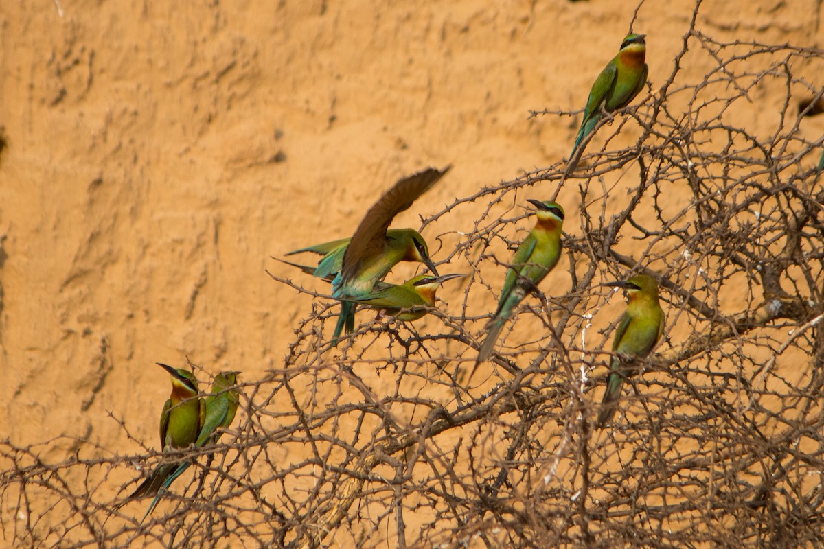 Blue-tailed Bee-eater - ML619332583