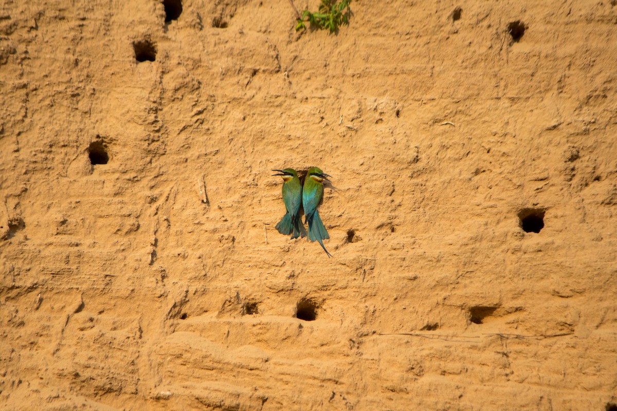 Blue-tailed Bee-eater - ML619332584