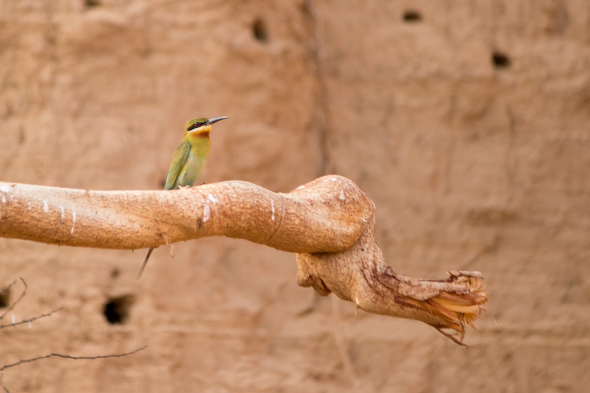 Blue-tailed Bee-eater - ML619332586
