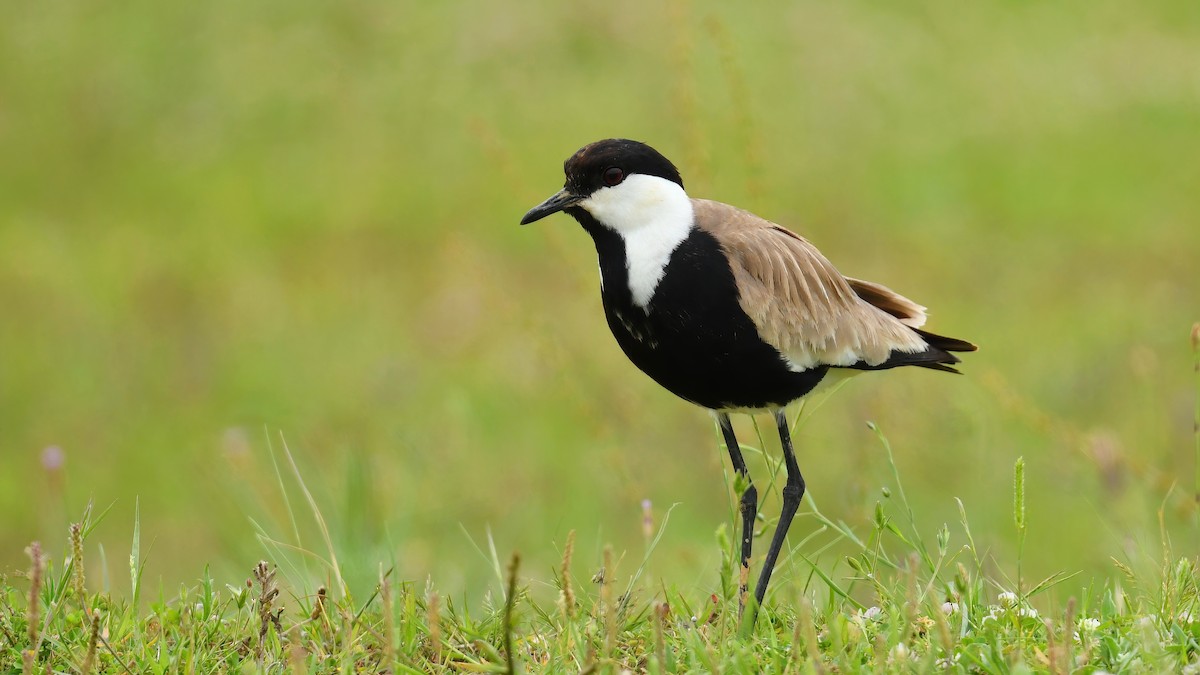 Spur-winged Lapwing - ML619332618