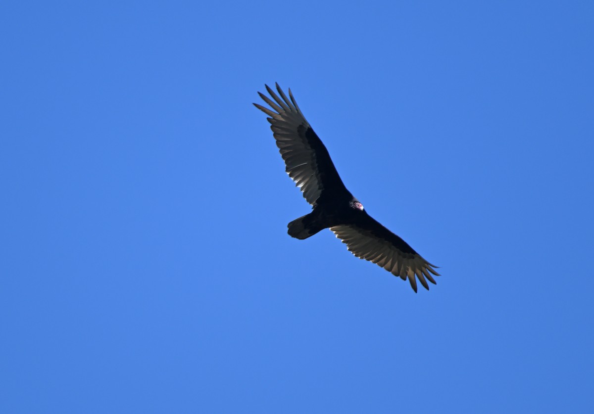 Turkey Vulture - ML619332619