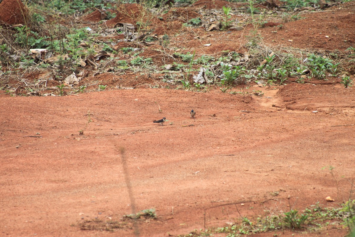 Red-rumped Swallow - ML619332674