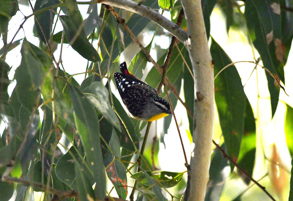 Spotted Pardalote - ML619332687