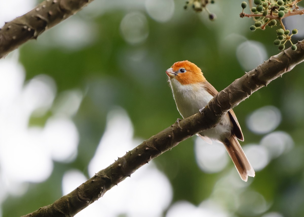 White-breasted Parrotbill - ML619332689