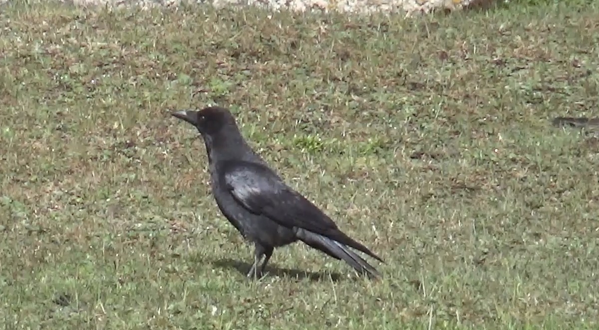 Common Raven - ML619332750