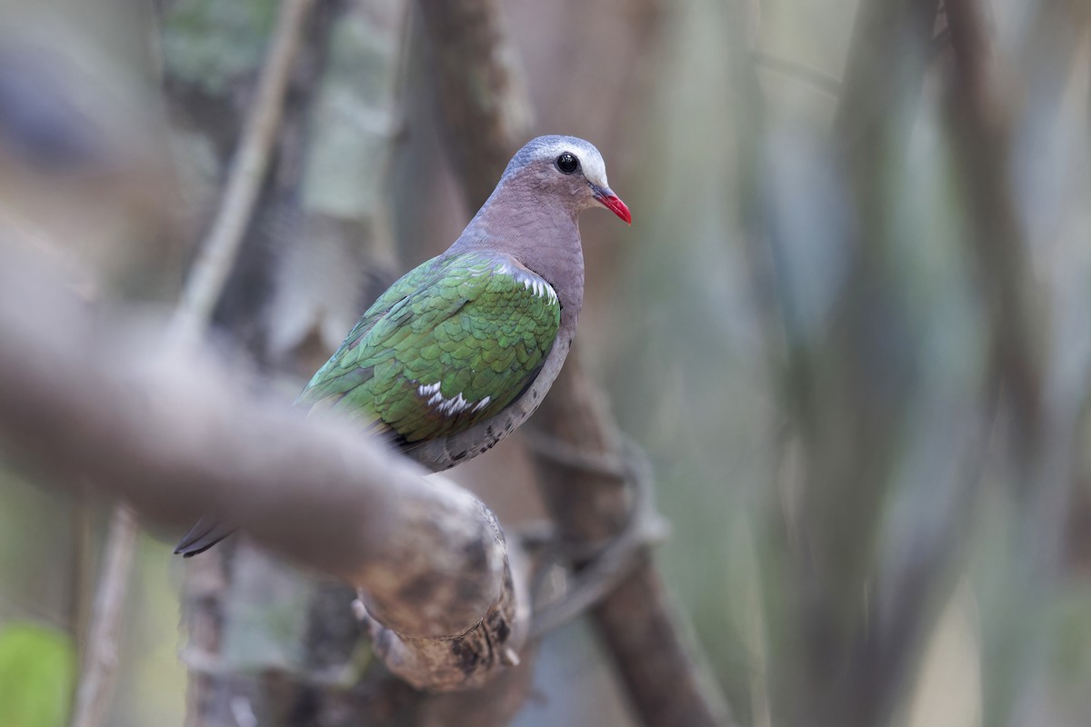 Asian Emerald Dove - ML619332760