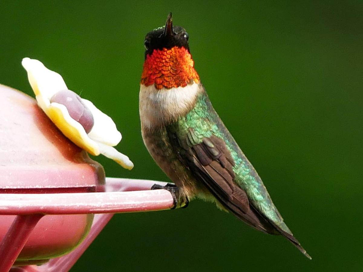 Ruby-throated Hummingbird - ML619332786