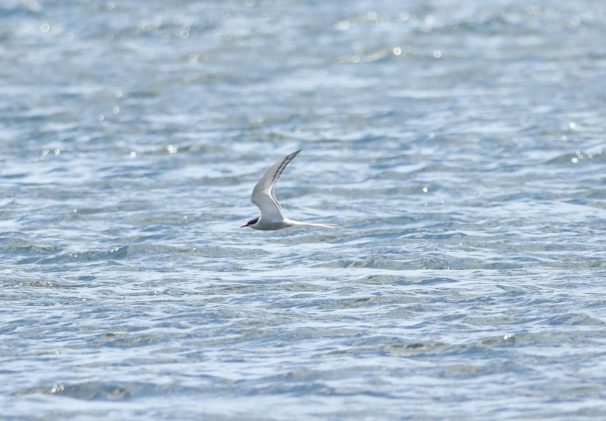 Arctic Tern - ML619332791