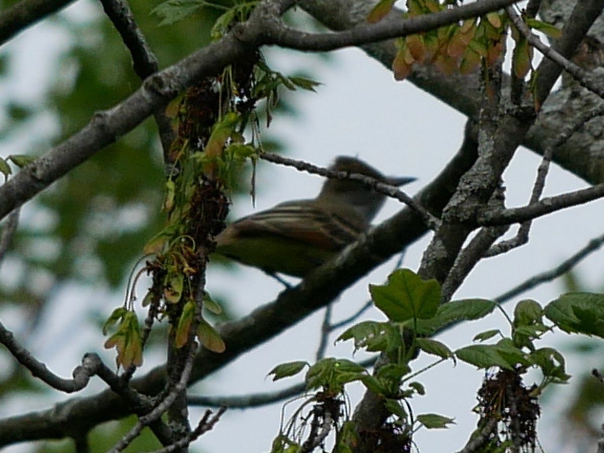 Great Crested Flycatcher - ML619332802